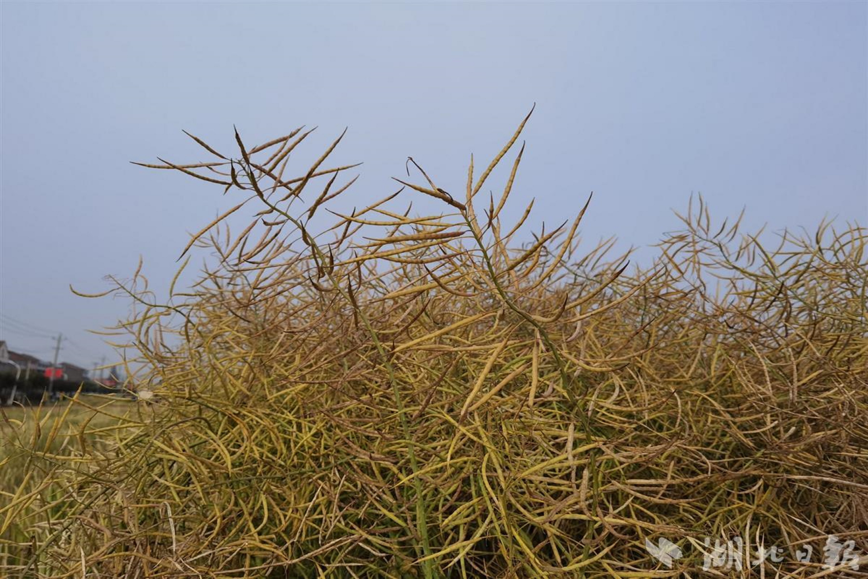 湖北日?qǐng)?bào)1.jpg