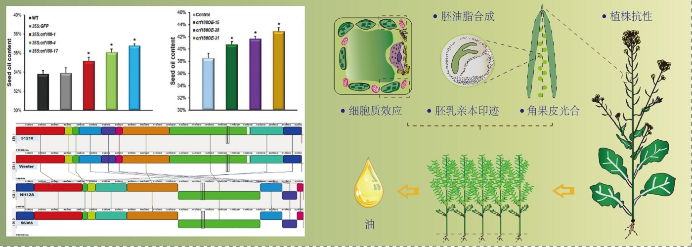 油料所分子改良稿件配圖.jpg